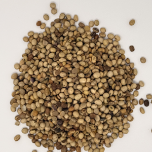 ROASTED SOYBEAN APPLE SCENT