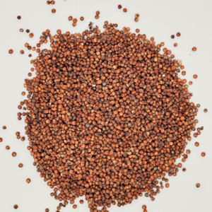 SORGHUM